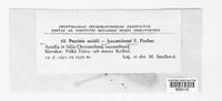 Puccinia aecidii-leucanthemi image
